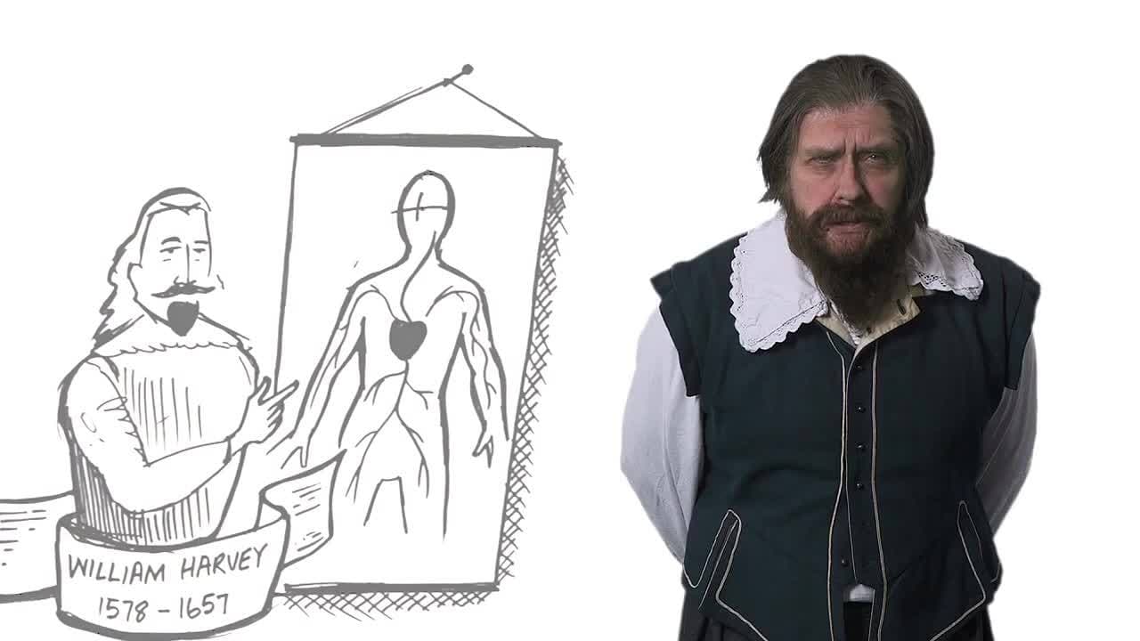 William Harvey - circulation