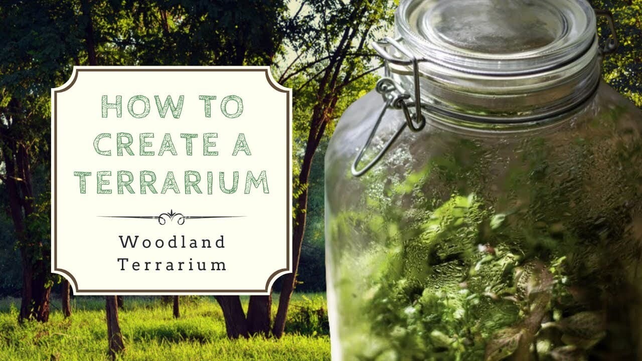 How to Create a Closed Terrarium