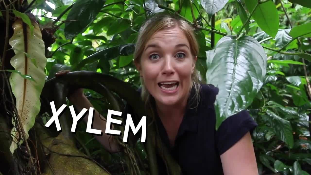 How Do Rainforests Make Clouds? | Maddie Moate