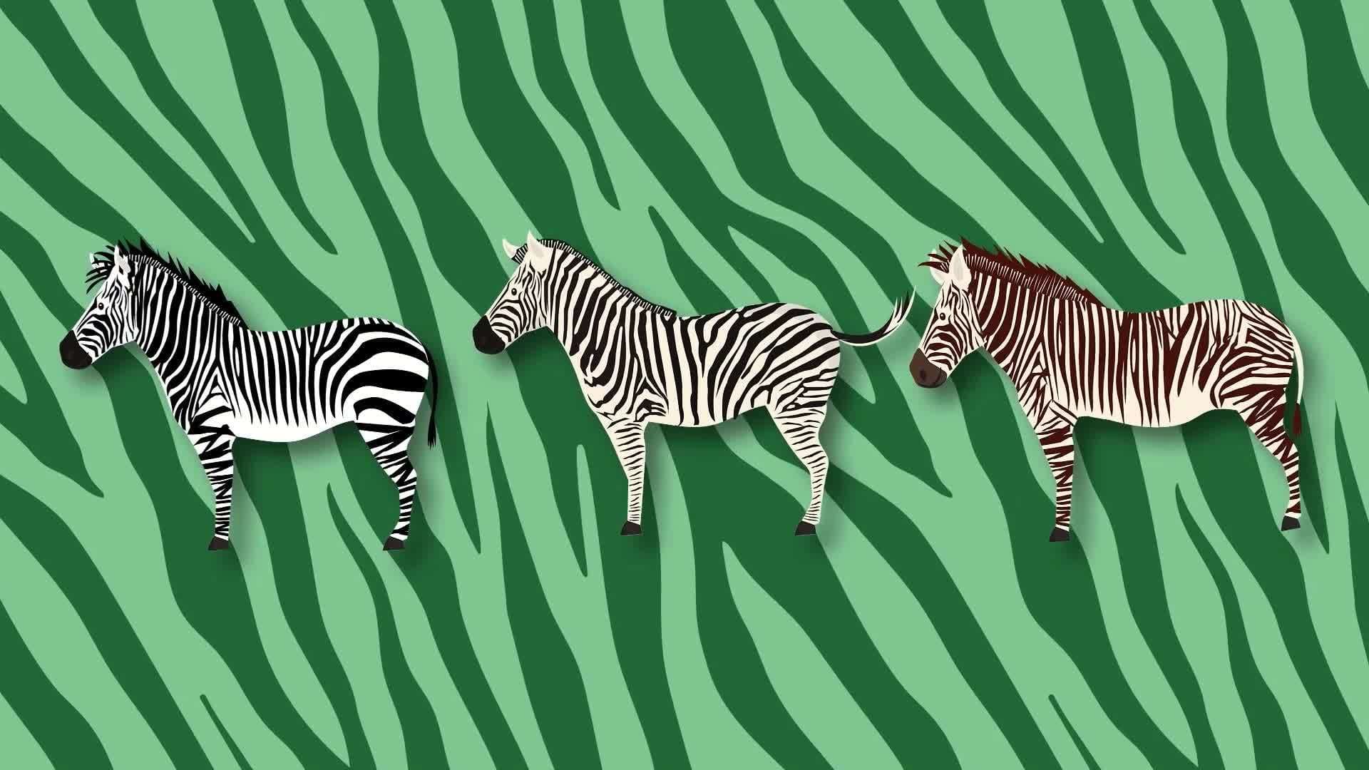 Zebra Facts for Kids