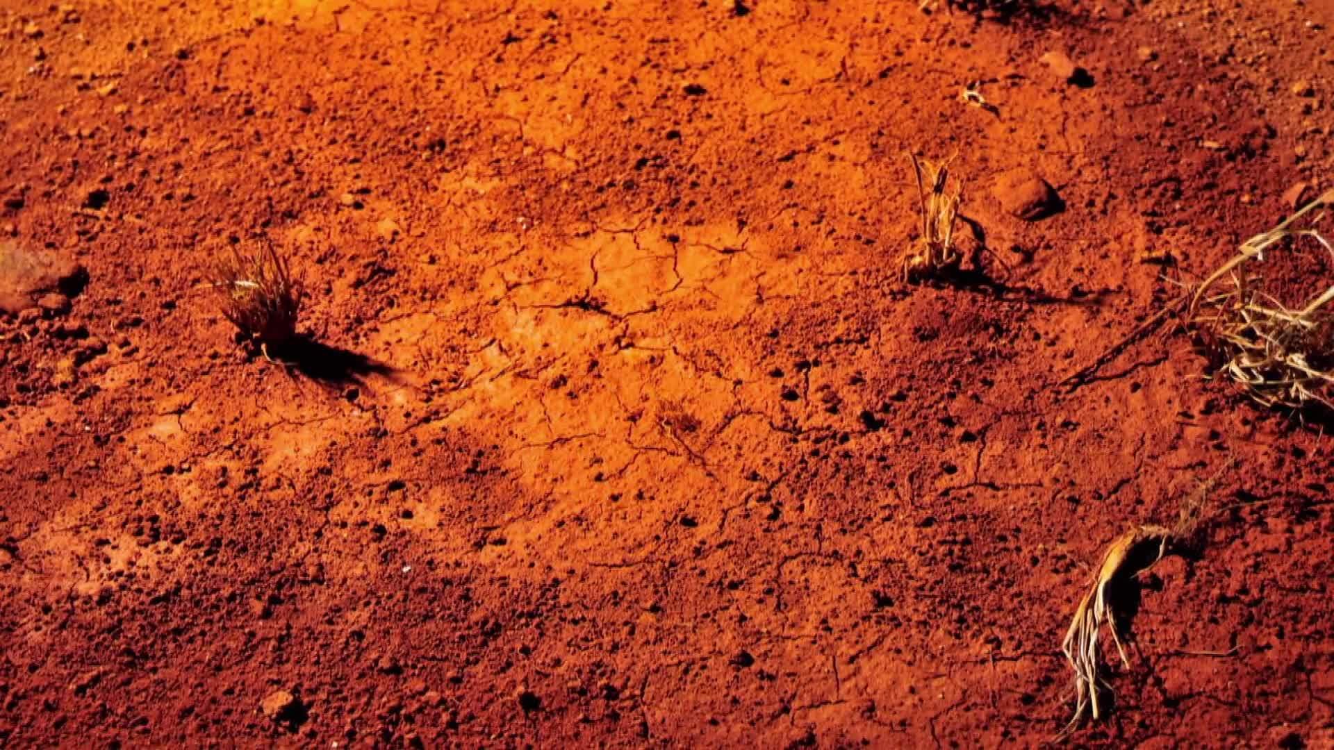 Owl's Fascinating Facts: Devil Drinking