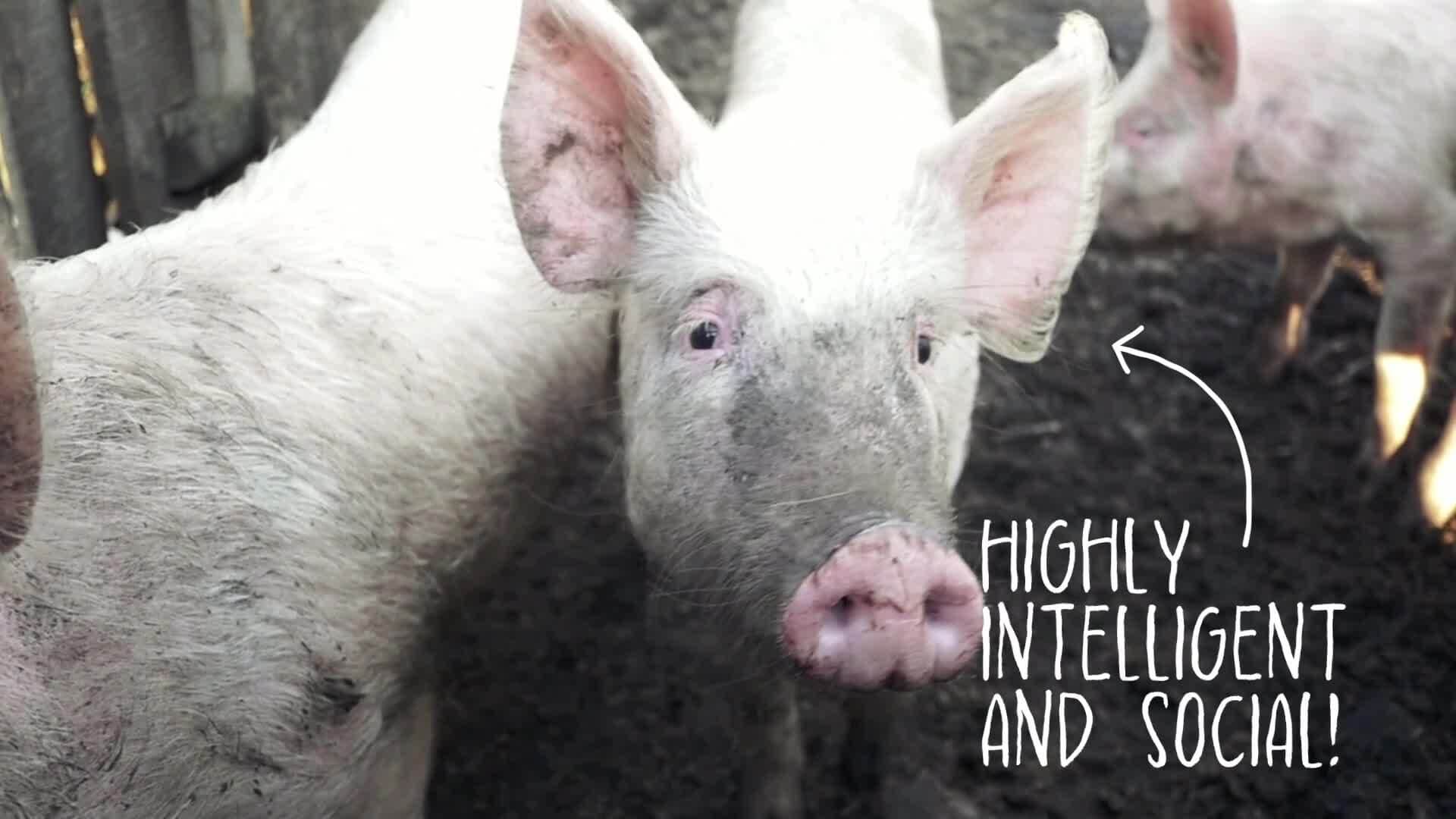 I WONDER - Can Pigs Be Trained?