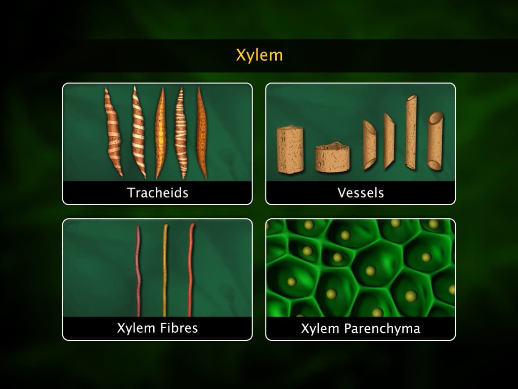 Introduction to Plant Tissues