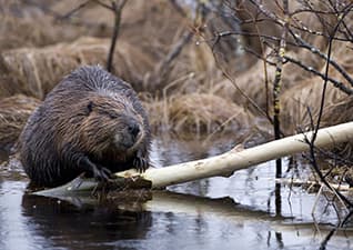 Beaver lodge
