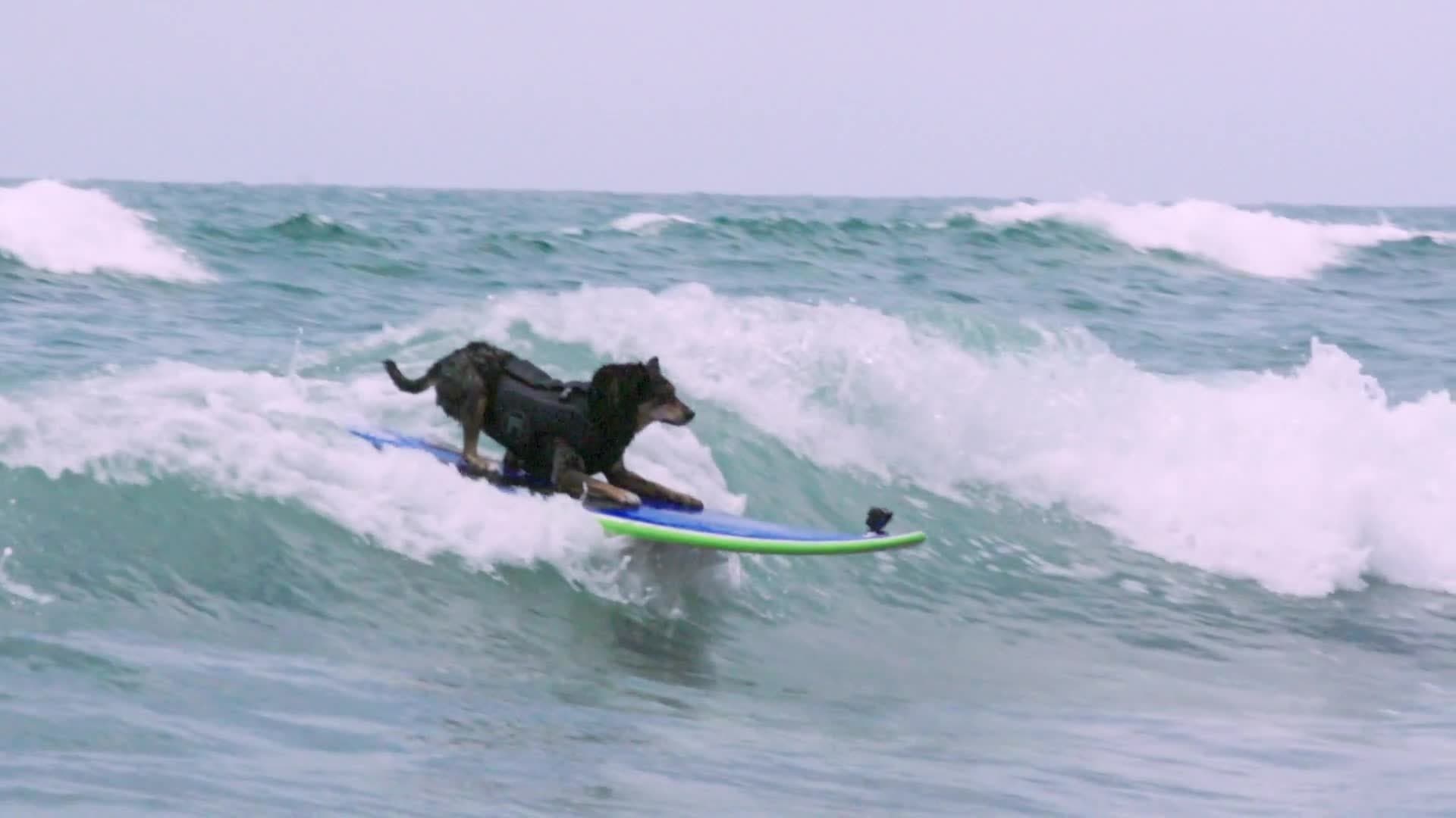 Abbie, the Surfing Dog