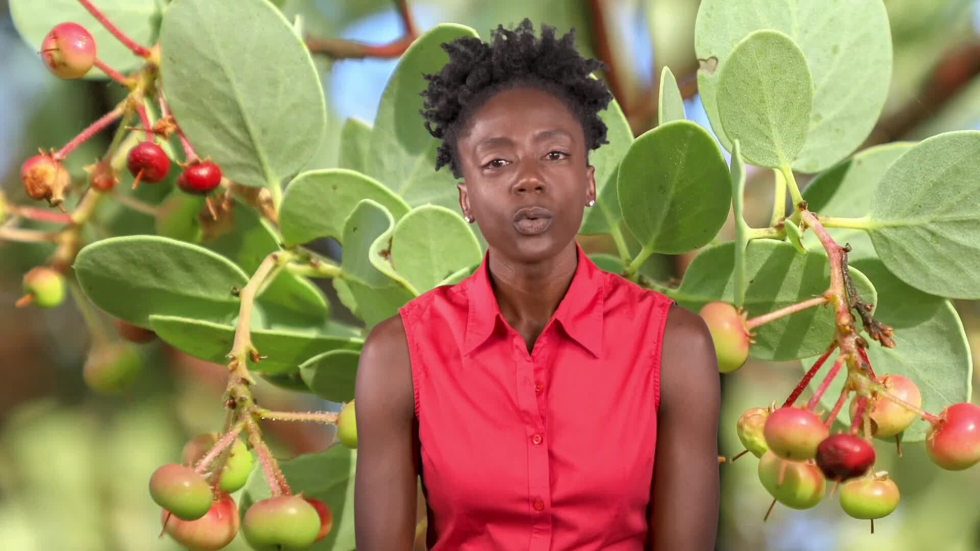 Harnessing the Power of Fire: The Role of Controlled Burns in Forest Management