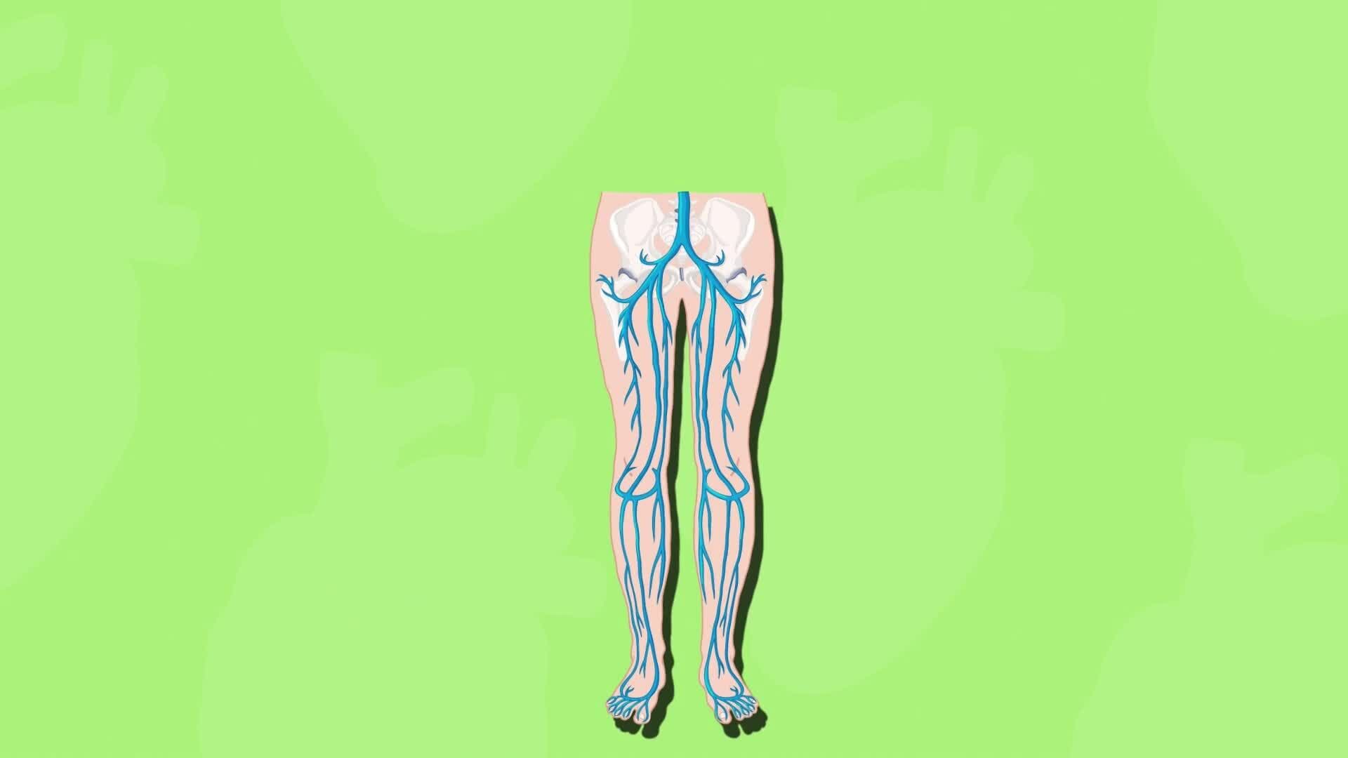 High Five Facts - Veins and Arteries