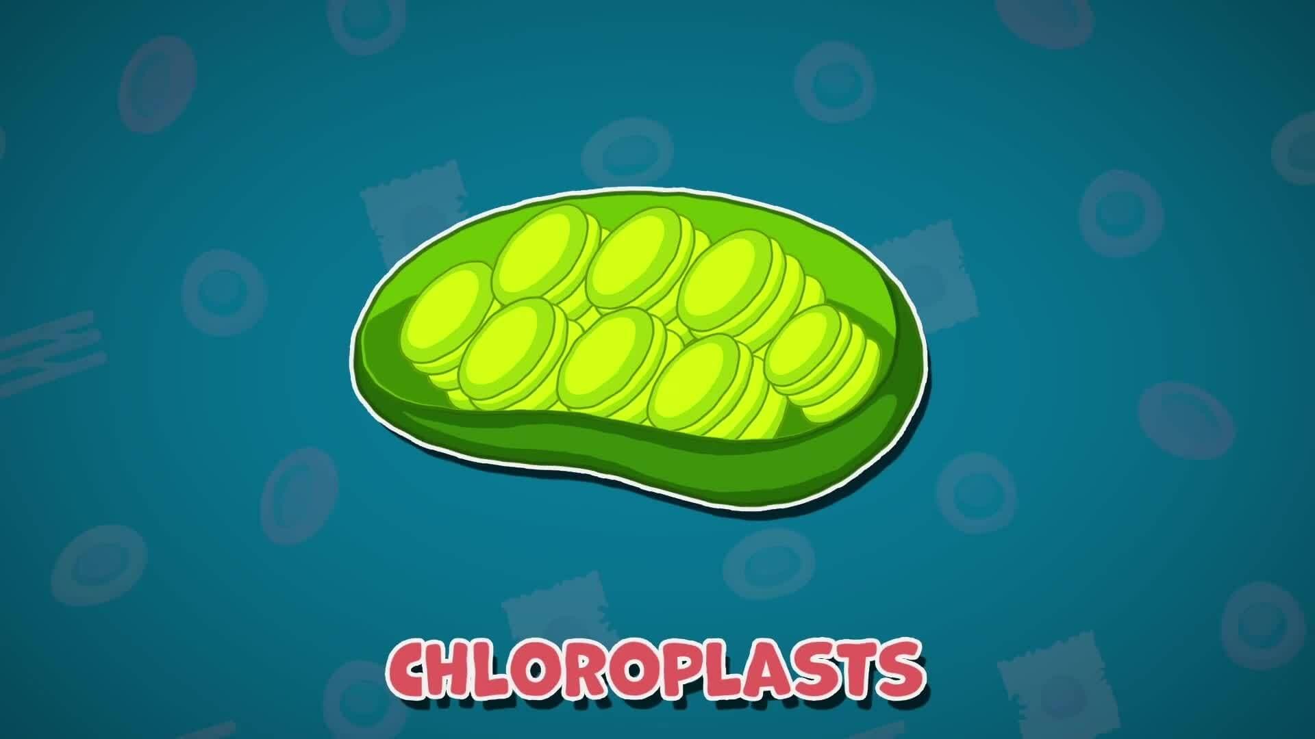 High Five Facts - Cells