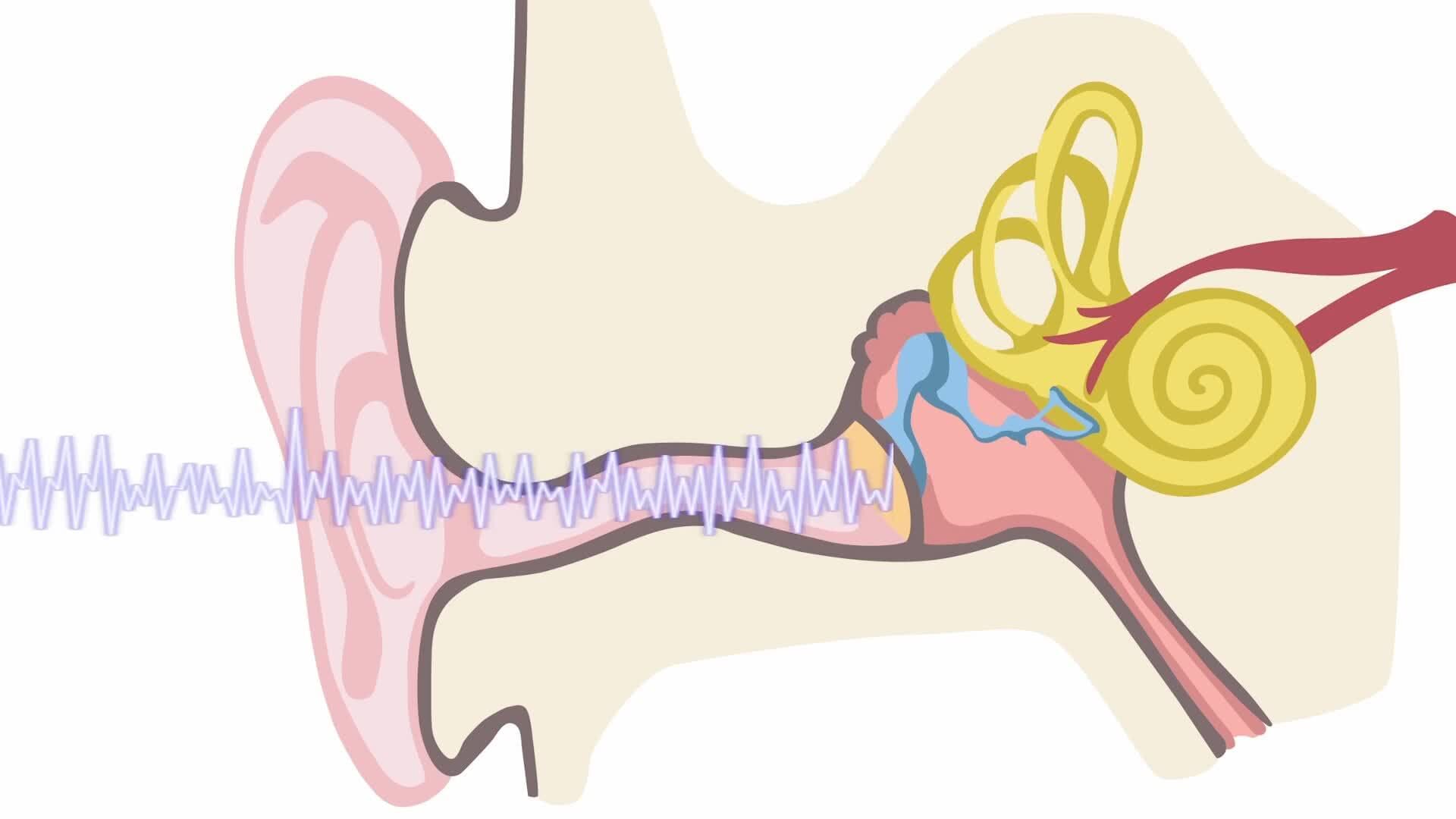Decoding Sound: How Our Ears and Brain Interpret Beach Waves