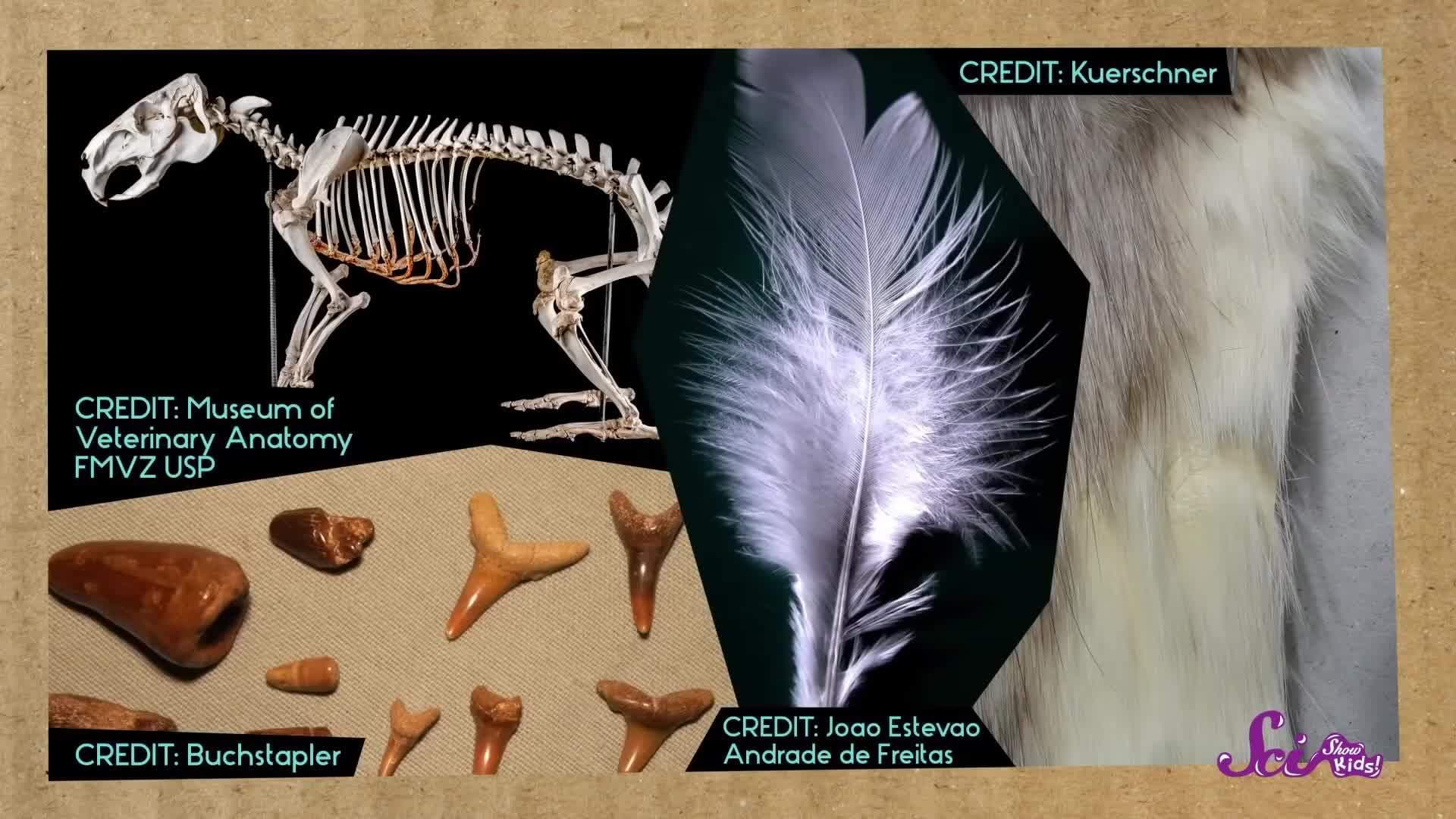 What Are Owl Pellets?
