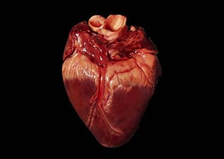 The Heart - Heart Basics