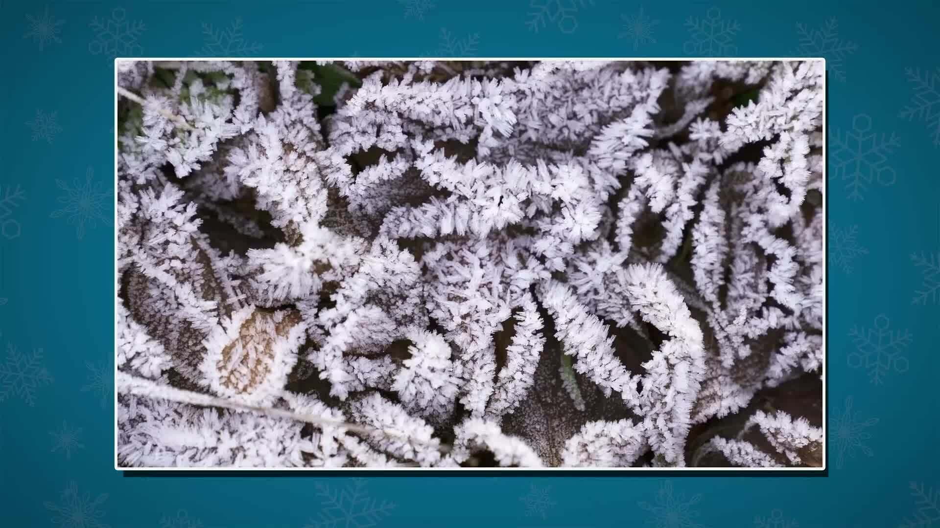 I WONDER - Can Frost Damage Plants?