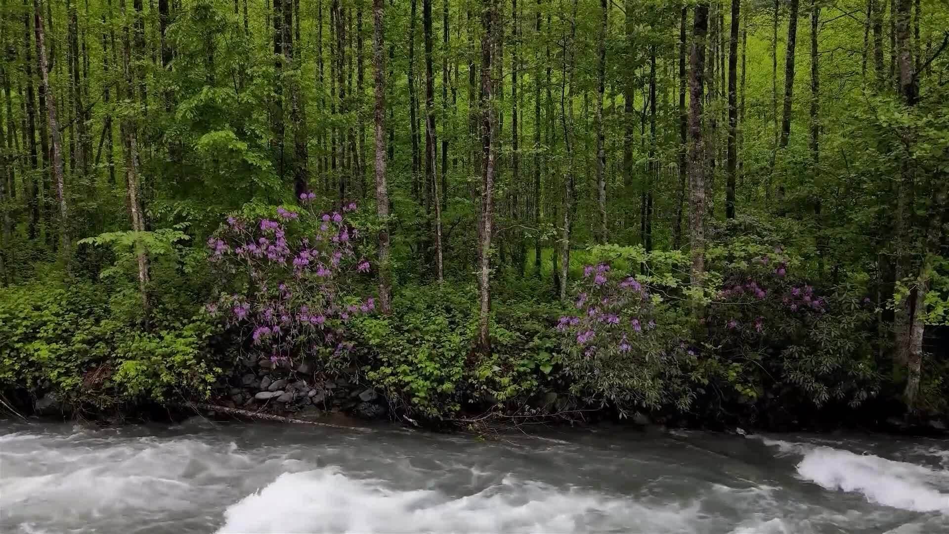 I WONDER - What Size Is The Bee Hummingbird?