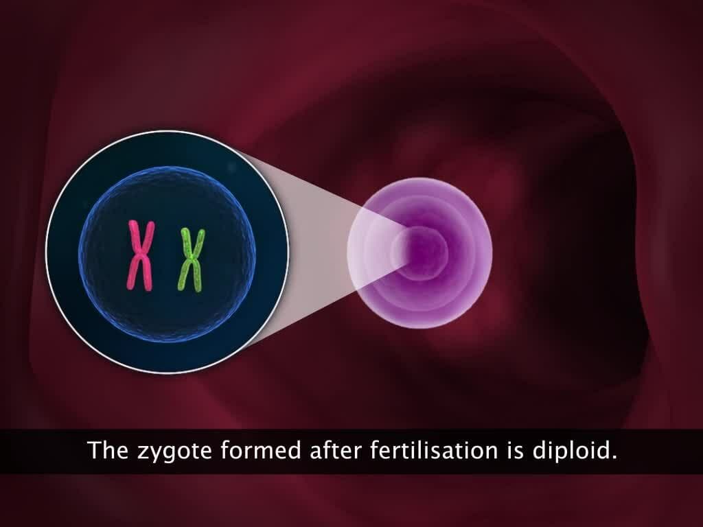 Sexual Reproduction in Animals