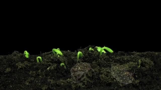 Why are Insects Important?