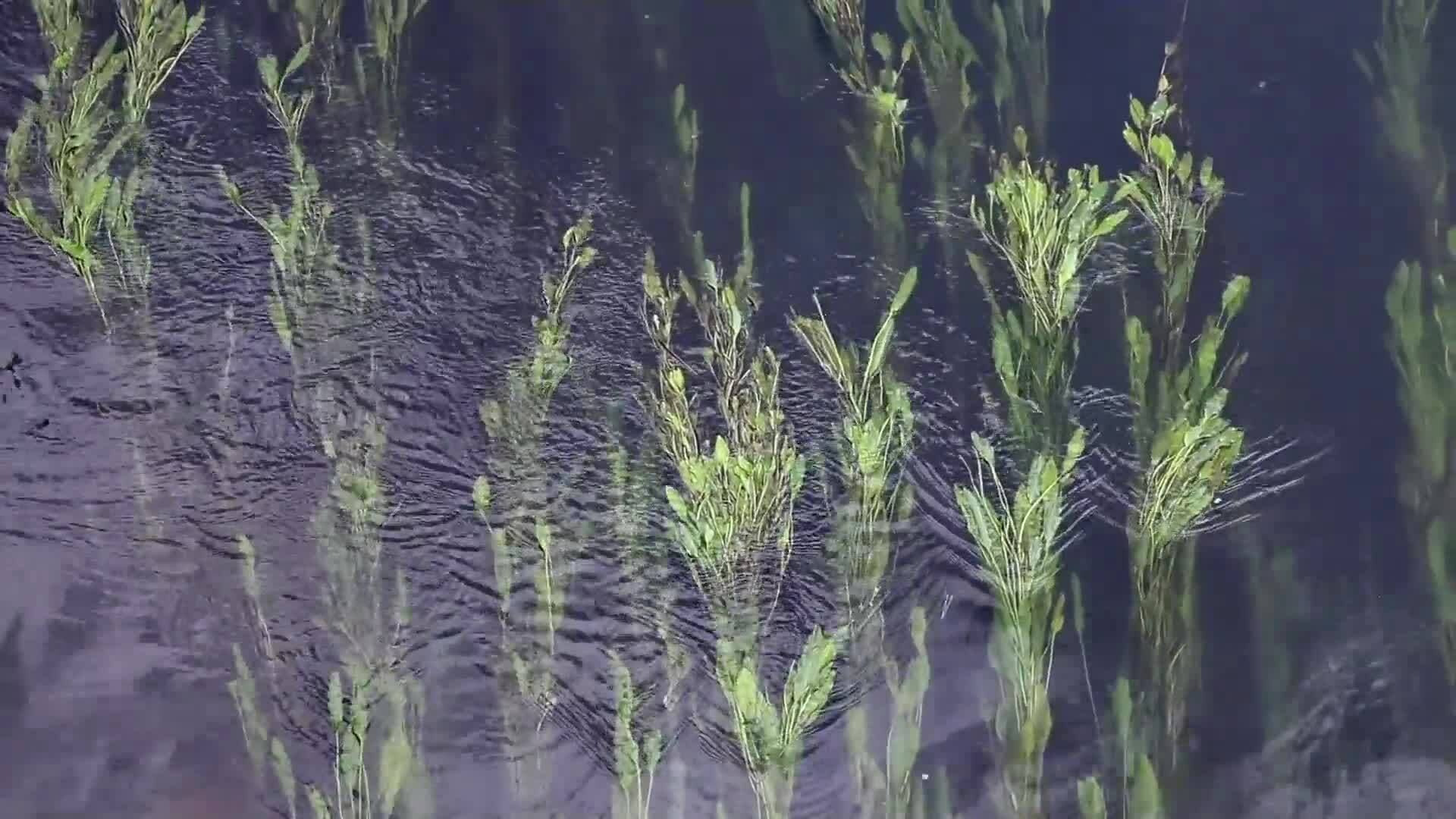 High Five Facts - Habitats