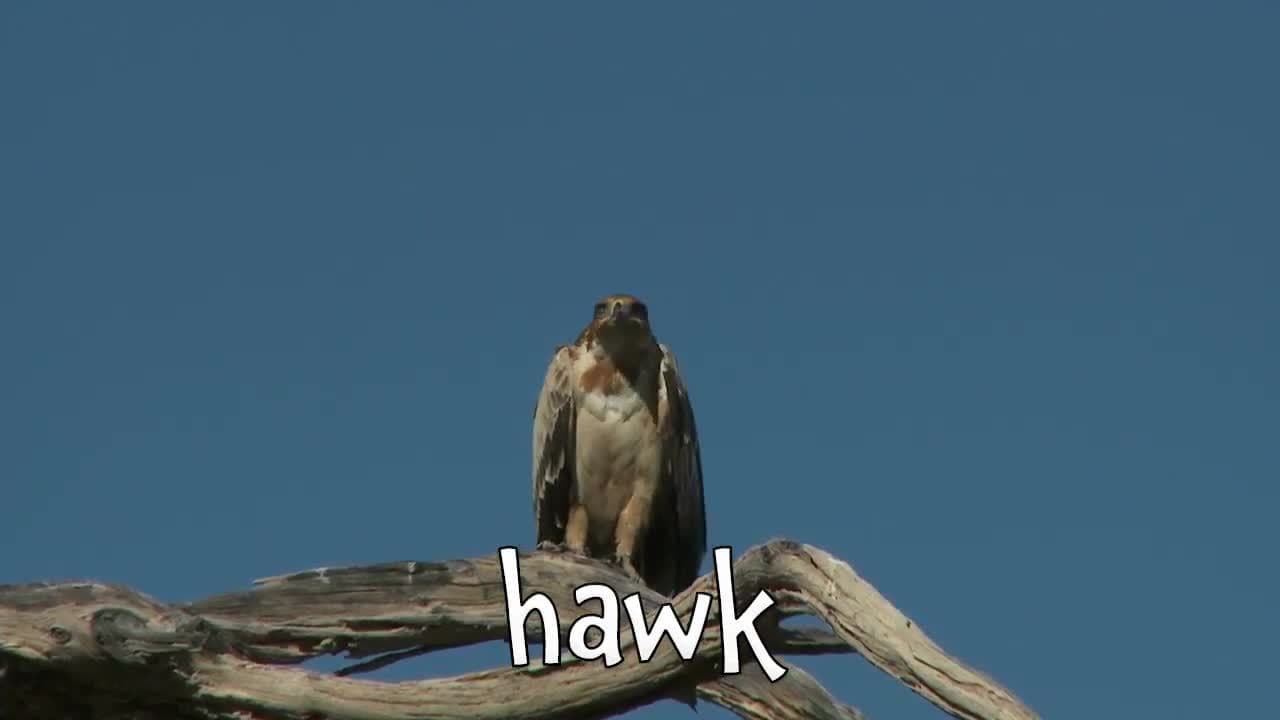 Carnivores! Learning Carnivore Animal Names for Kids