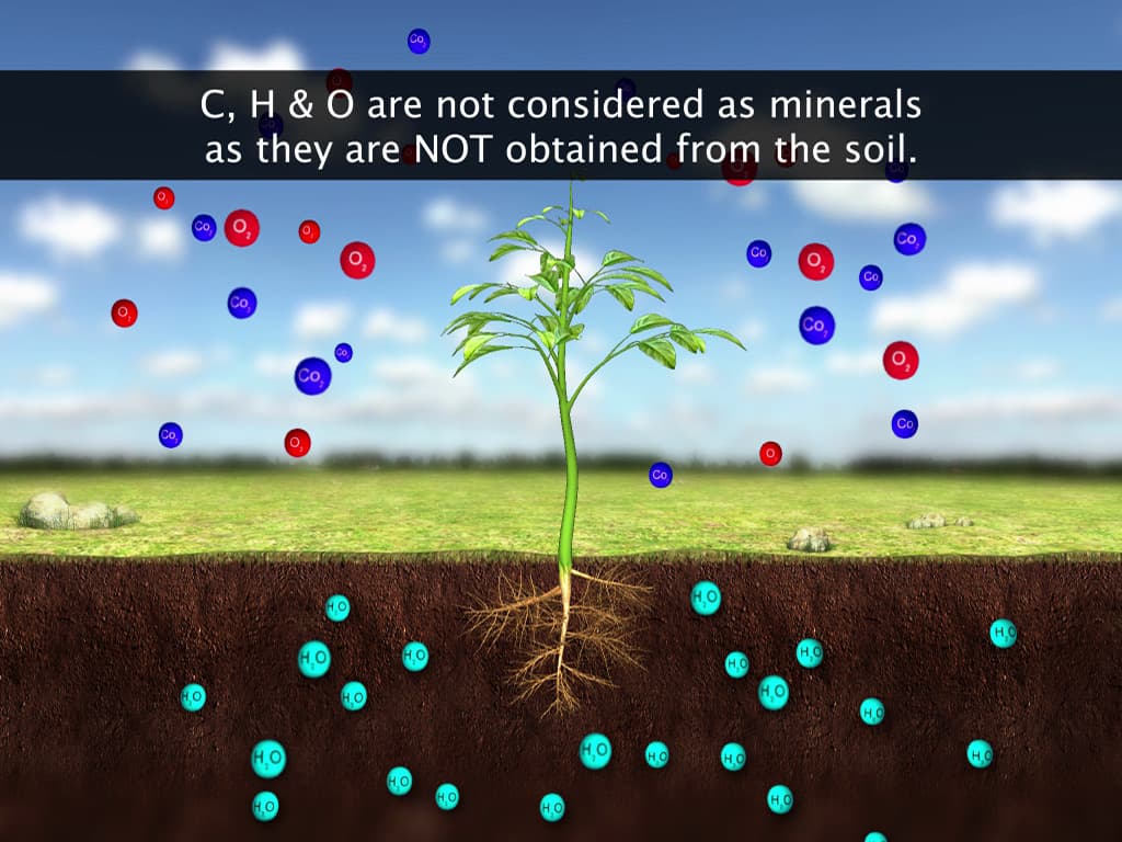 Uptake and Transport of Mineral Nutrients