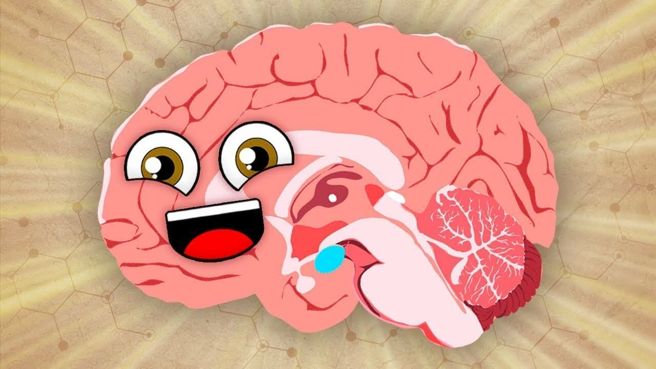 The Brain Is The Boss of Your Body! | KLT Anatomy
