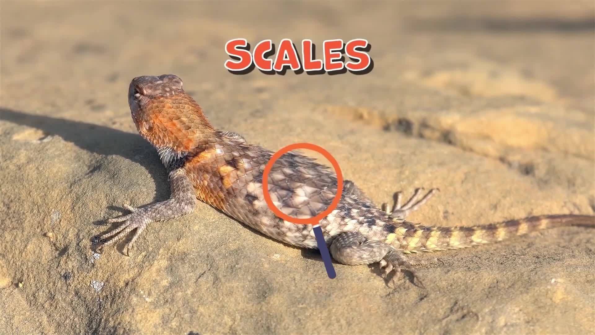 I WONDER - Why Do Reptiles Have Scales?