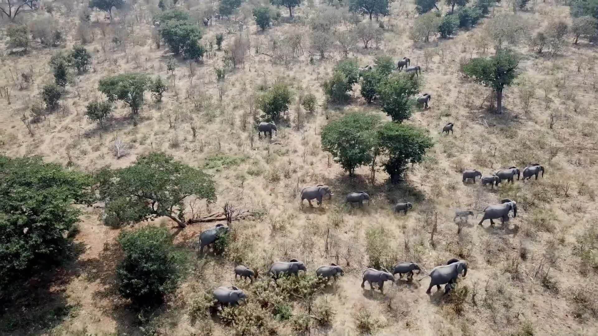 I WONDER - How Long Has David Attenborough Been On Television?