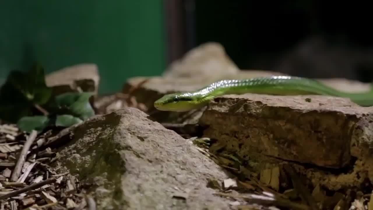 Australian Animals!  Learn Australian Animals for Kids