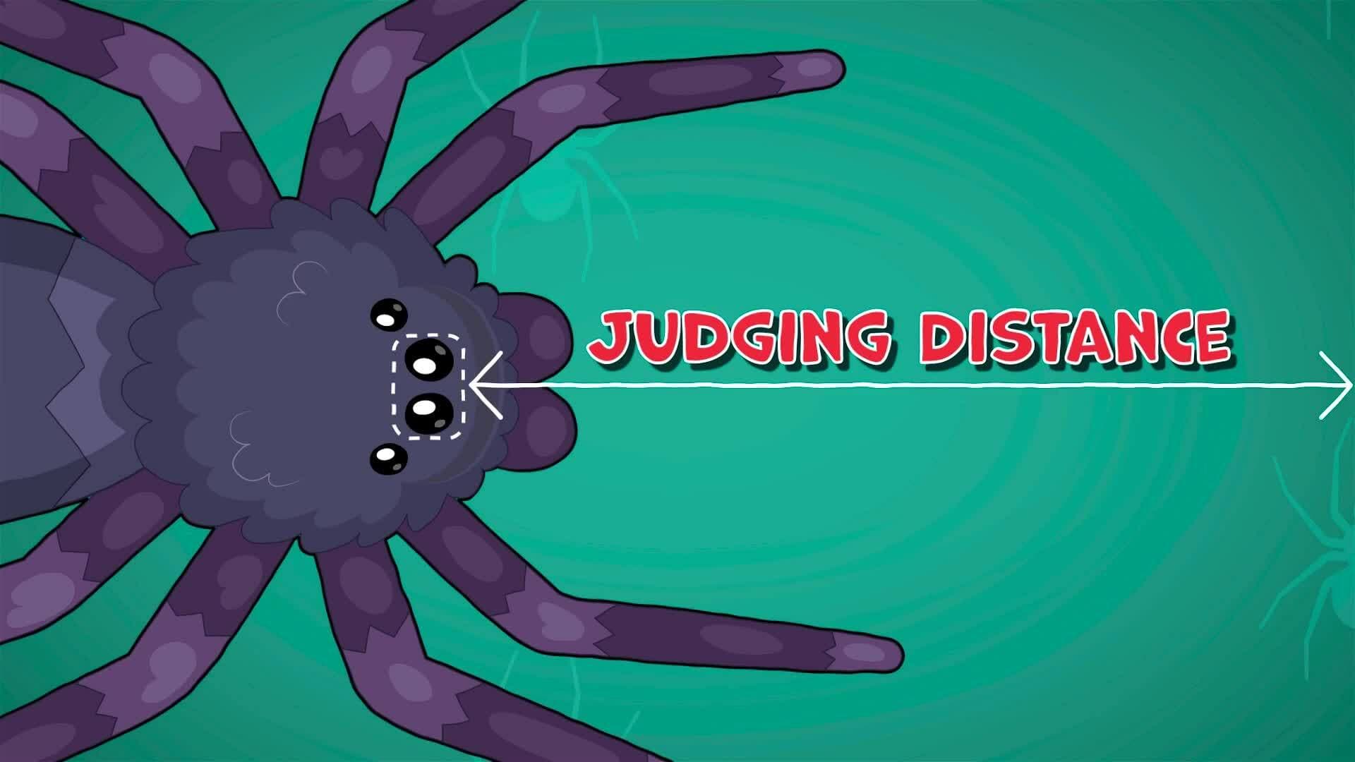 I WONDER - How Many Eyes Do Spiders Have?