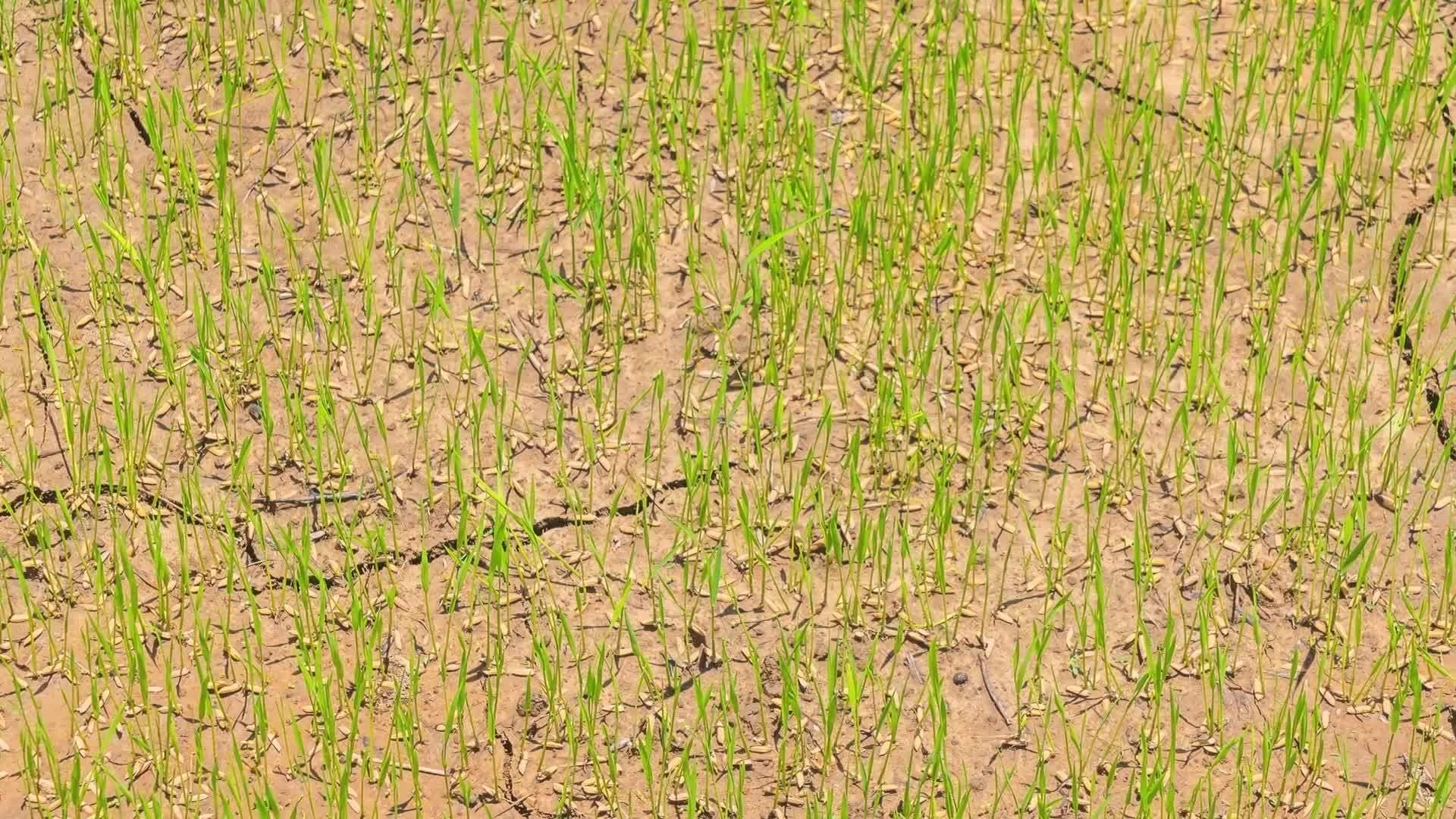 Five Facts - Leaning Tower of Pisa