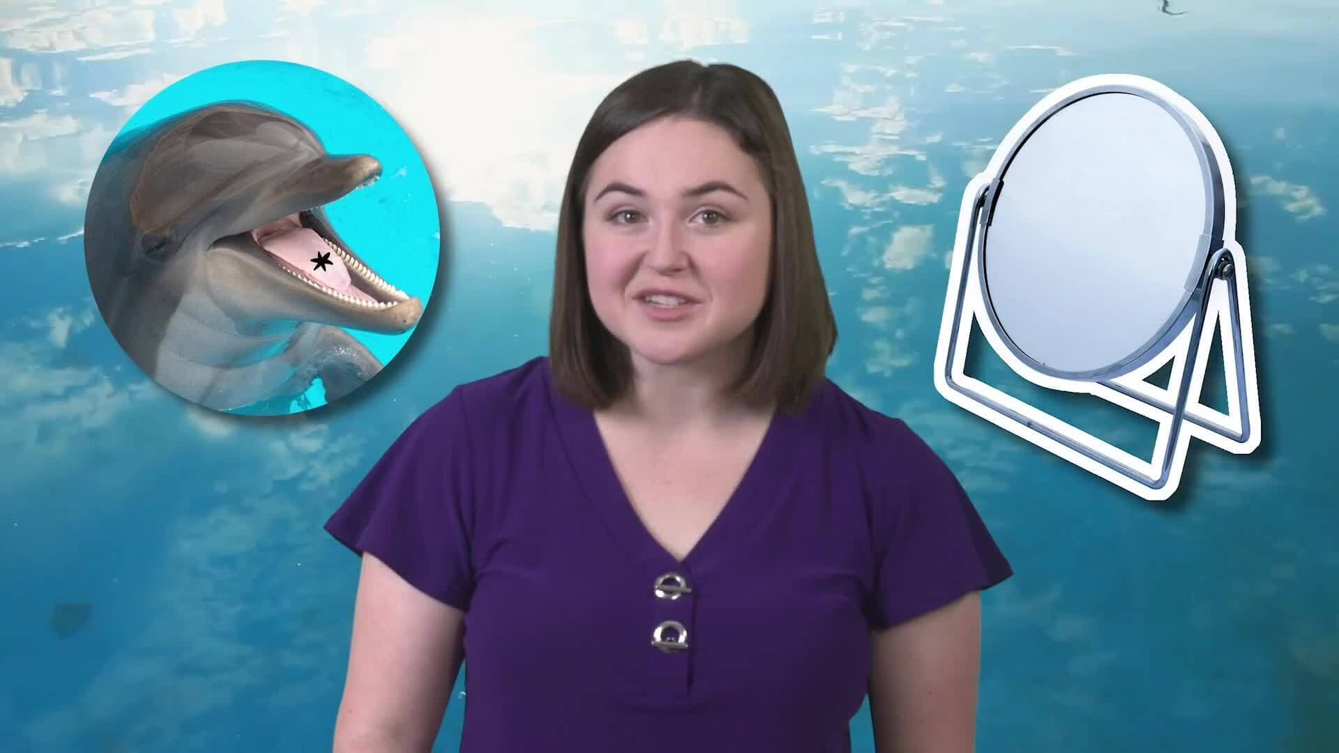 The Intelligence and Social Complexity of Dolphins