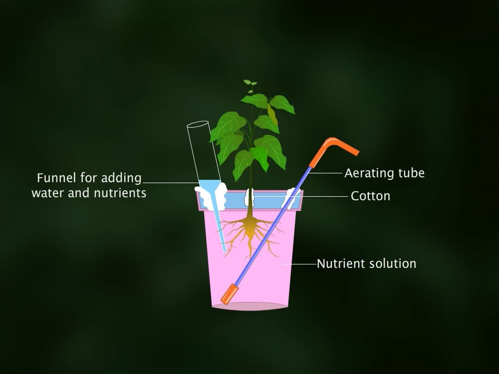 Mineral Requirements of Plants
