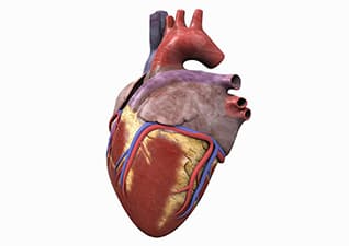 The Heart - Circulatory System