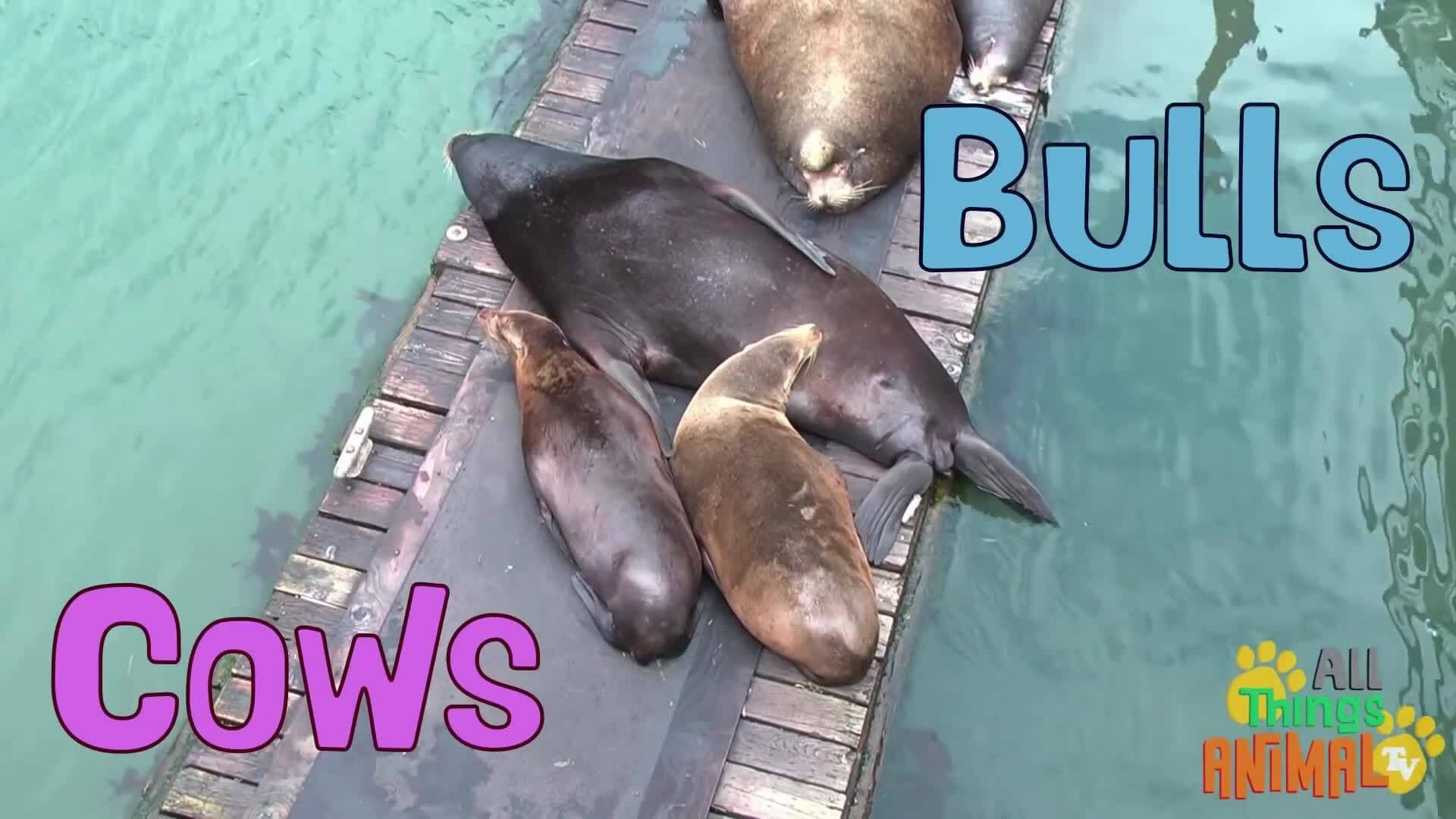Meet the Playful Sea Lions