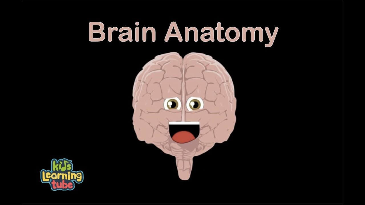 Human Body /Brain Song/Human Body Systems