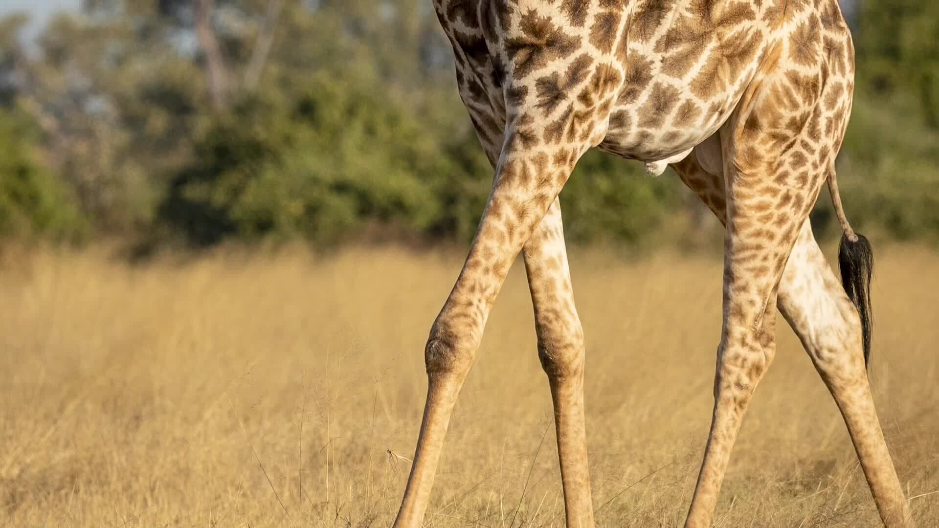 Giraffe Biology and Physiology