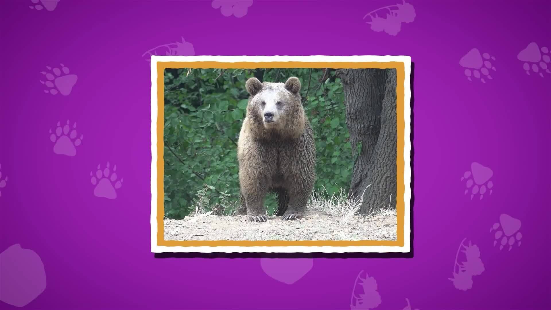 I WONDER - How Did Grizzly Bears Get Their Name?