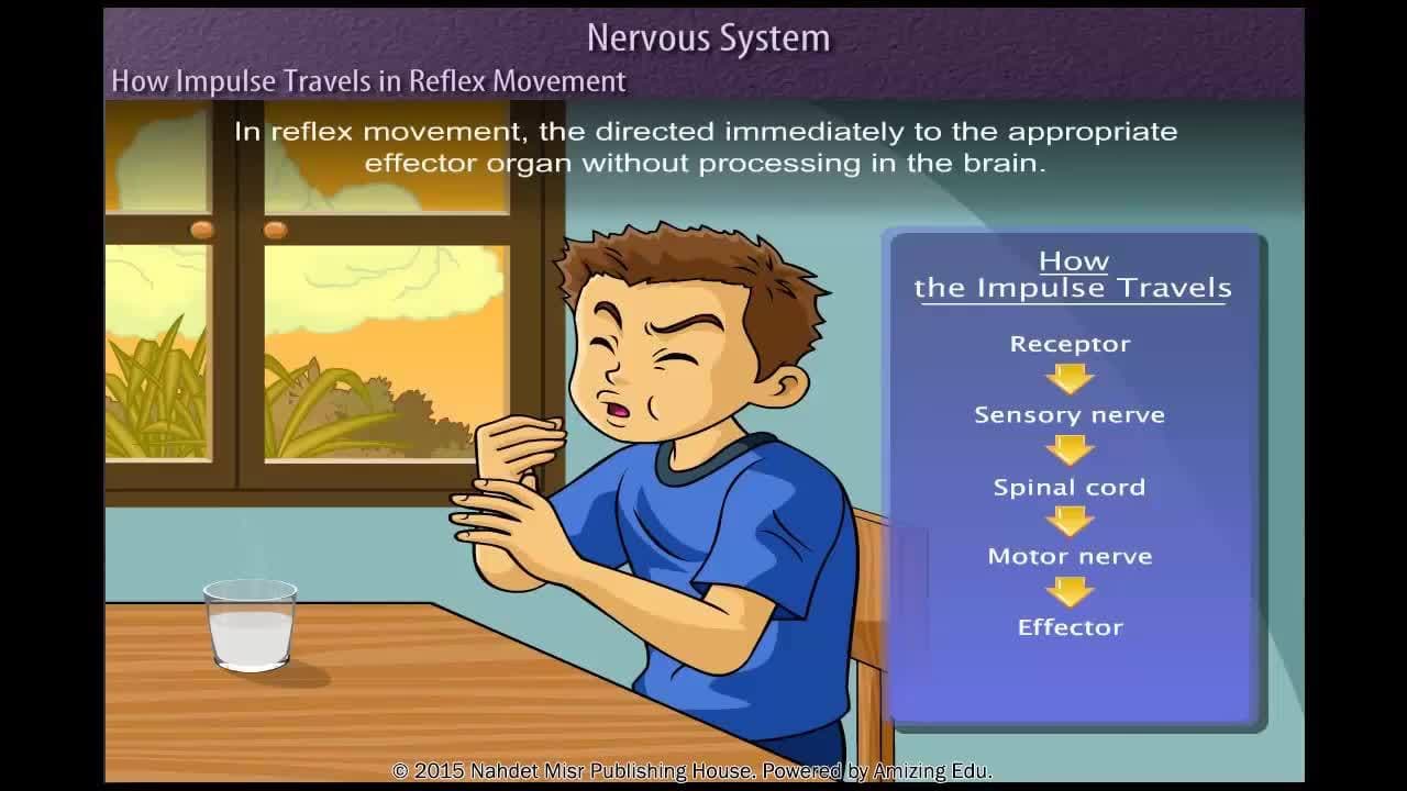 How impulse travels in reflex movement