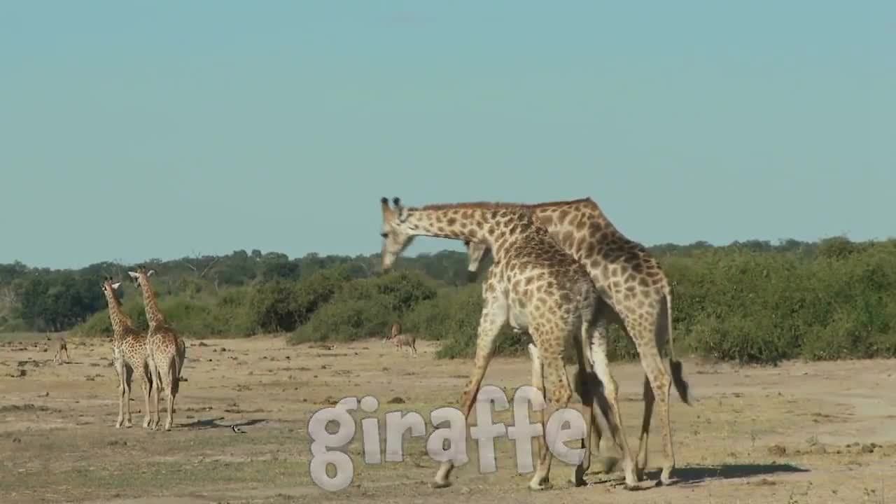 Zoo Animals!  Learn the animals at the Zoo for Kids