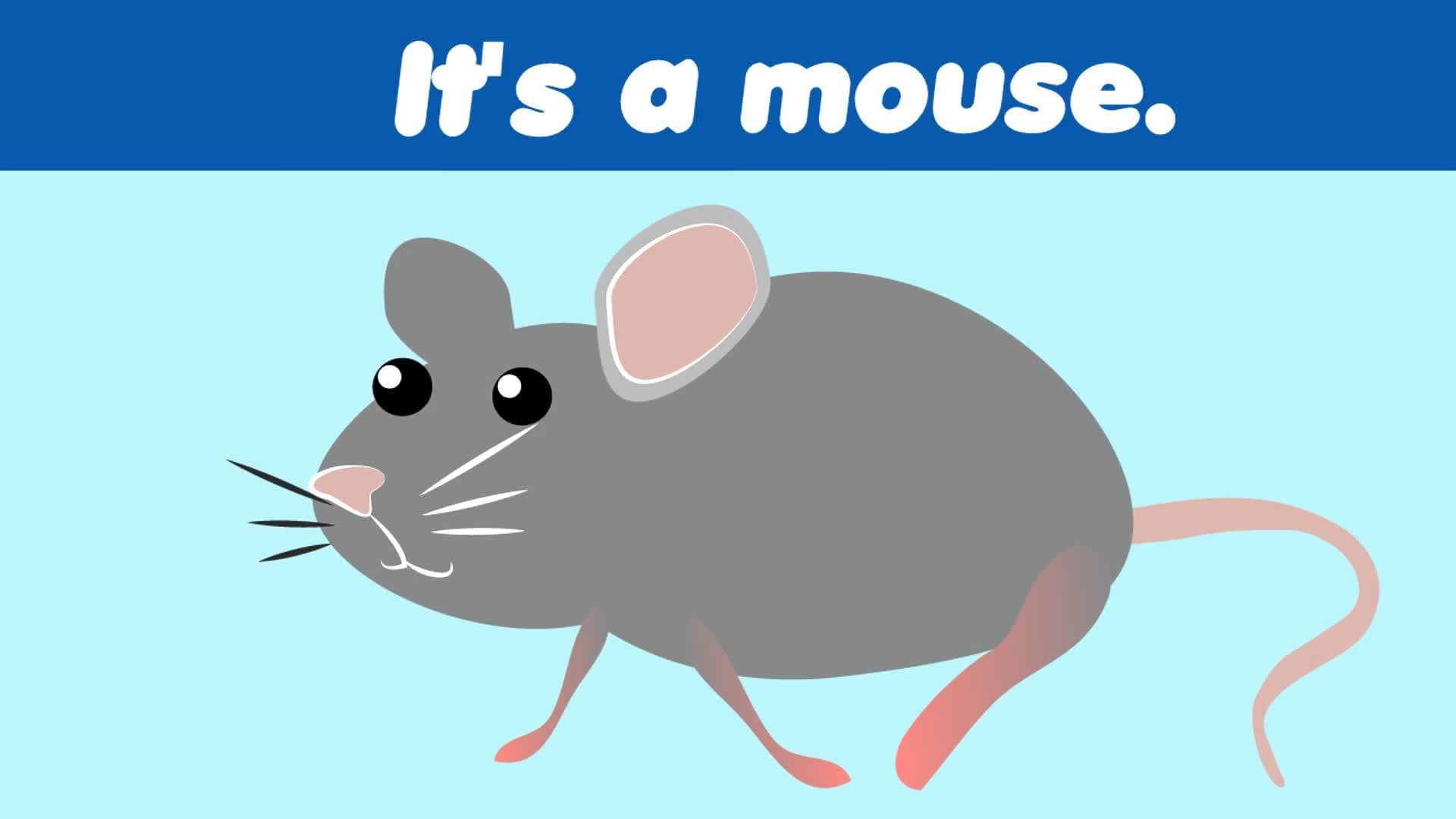 What Is It?: Animals