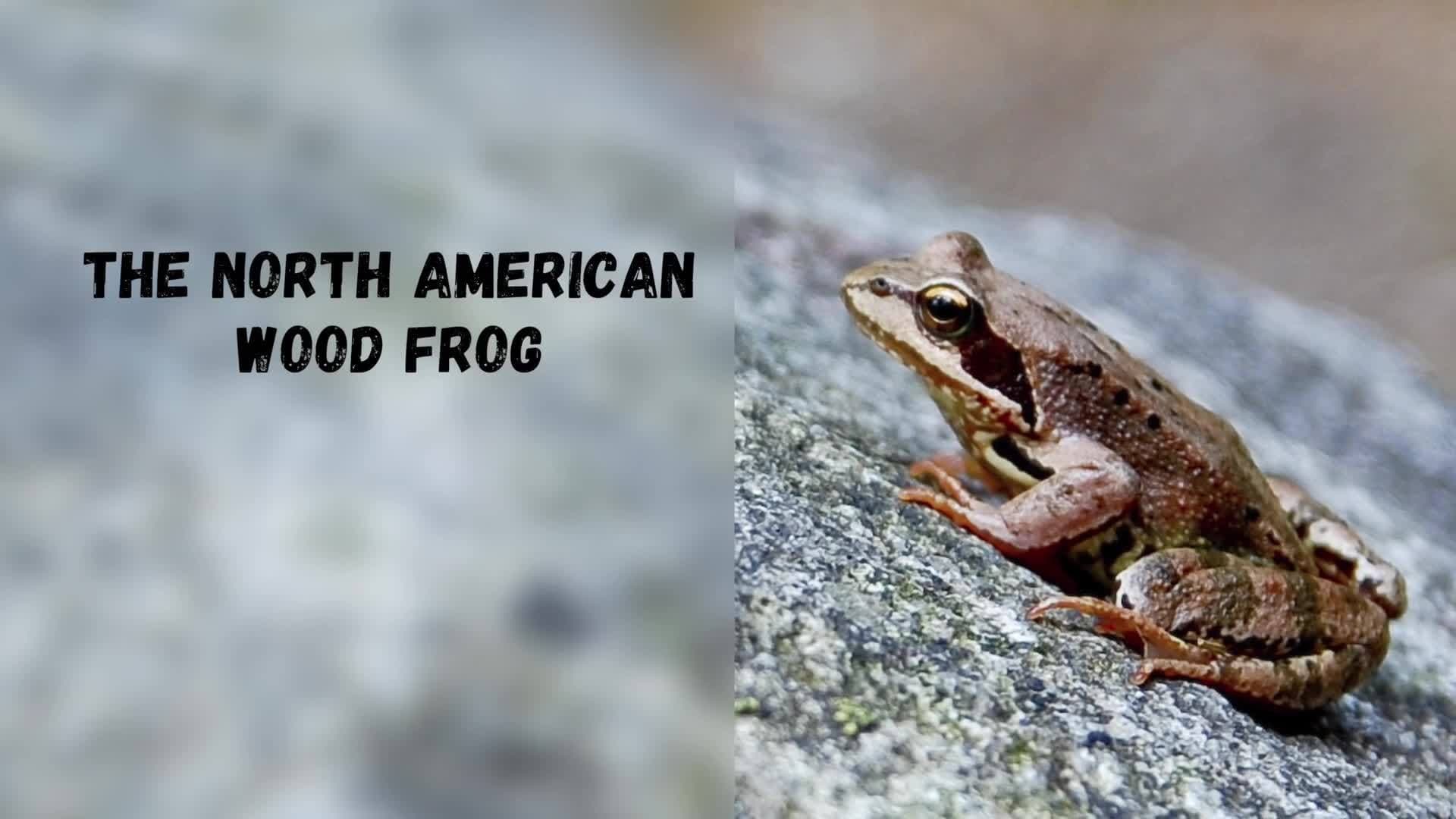 Science Kids: The "Ribbeting" World of Frogs