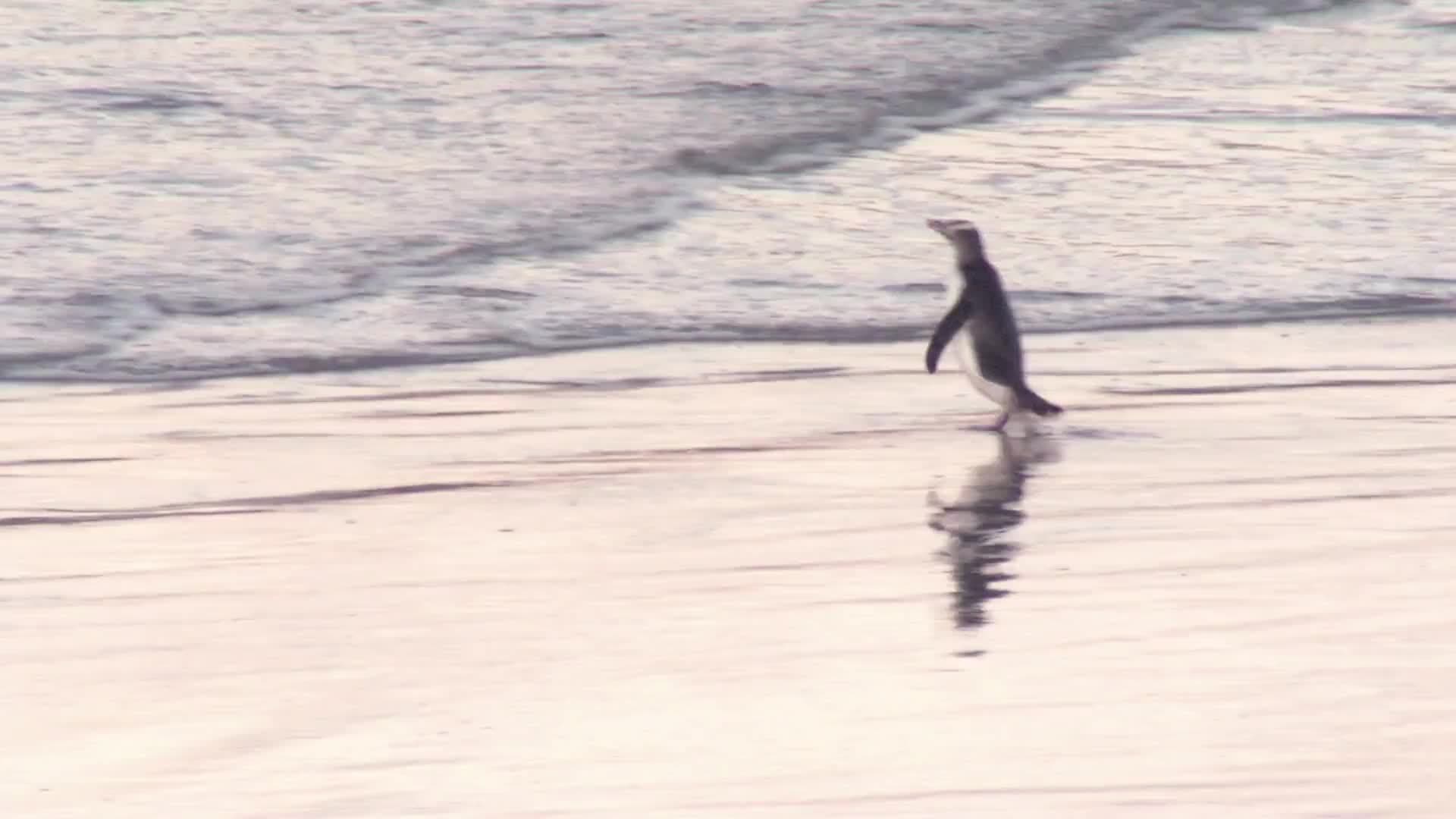Flash: Yellow Eyed Penguin