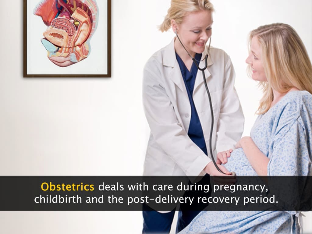 Human Reproductive Organs Detailed