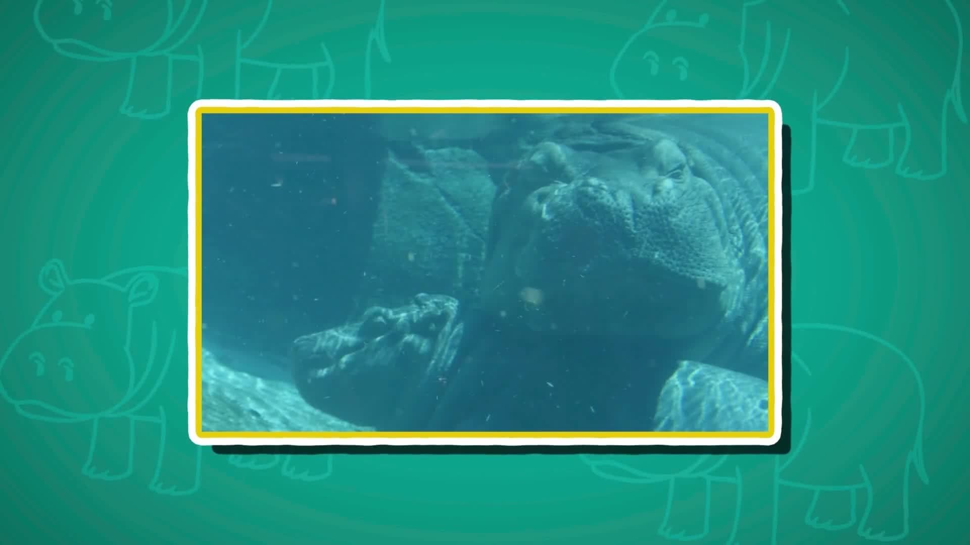 Hippo Facts for Kids