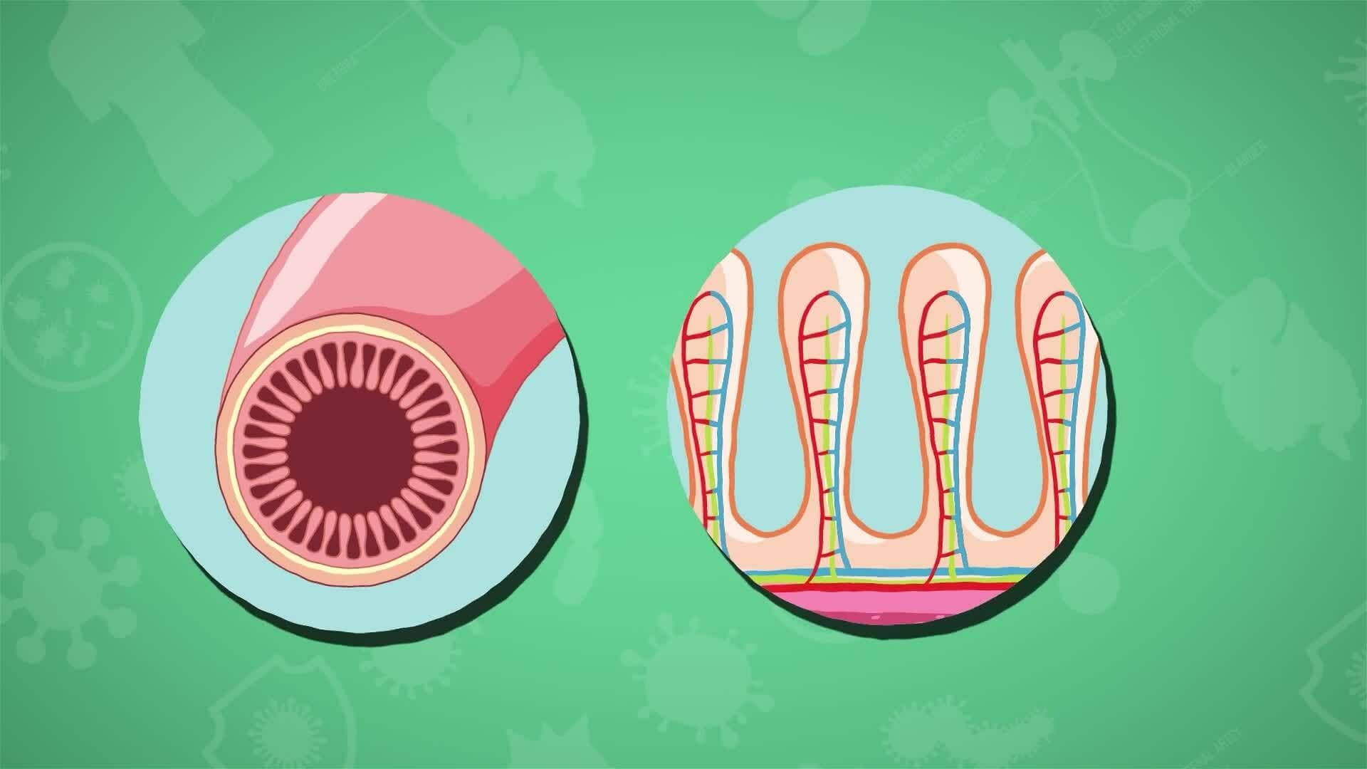 I WONDER - What Do The Small Intestines Do?