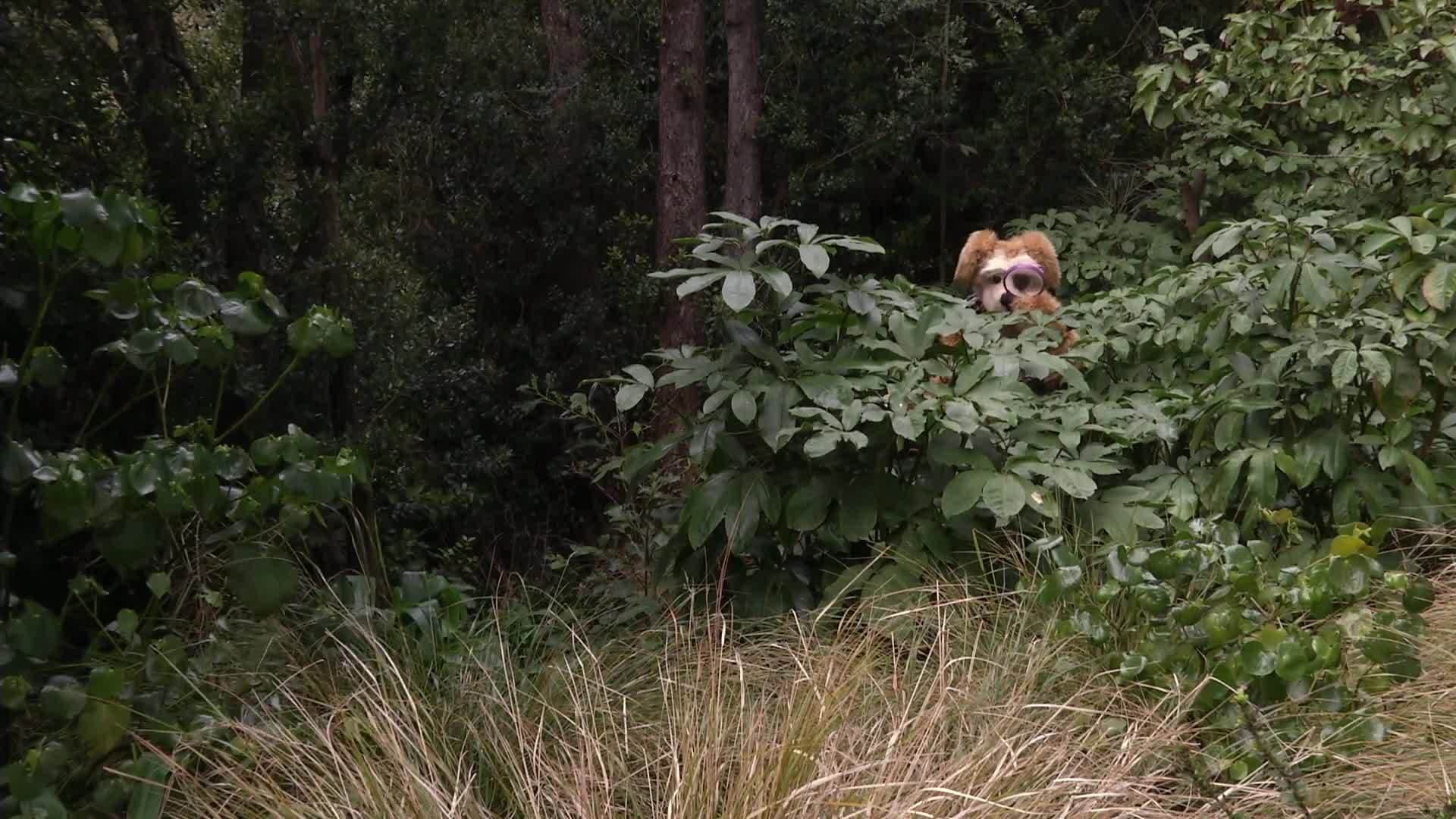 Animal Alphabet: L is for Leech