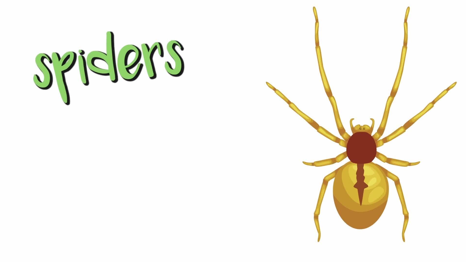 Spiders: Unraveling Arachnid Mysteries