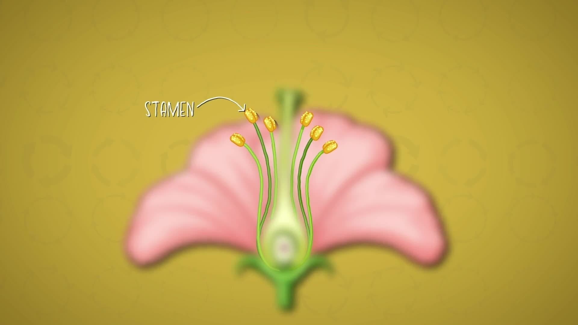 I WONDER - How Do Flowering Plants Reproduce?