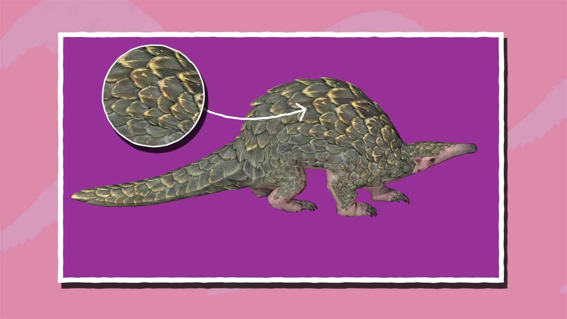 I WONDER - What Is A Pangolin?