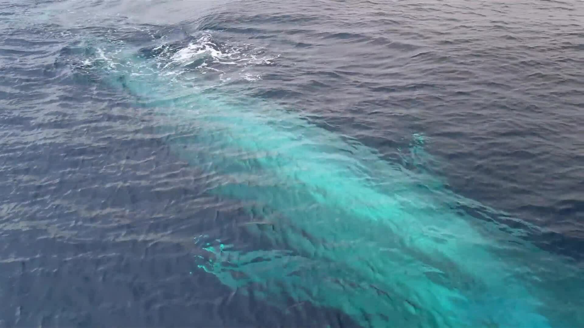 I WONDER - What Is The Biggest Animal In The World?