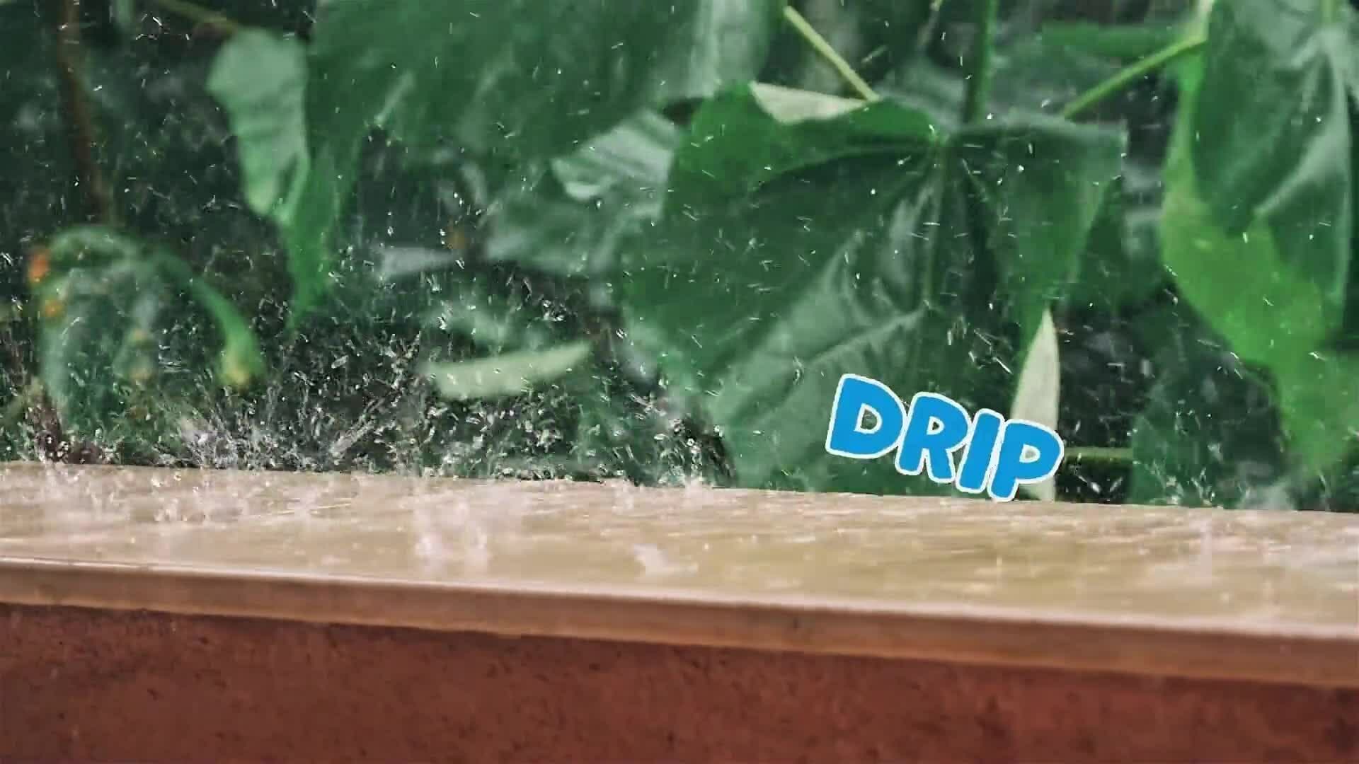 I WONDER - What Is An Onomatopoeia?