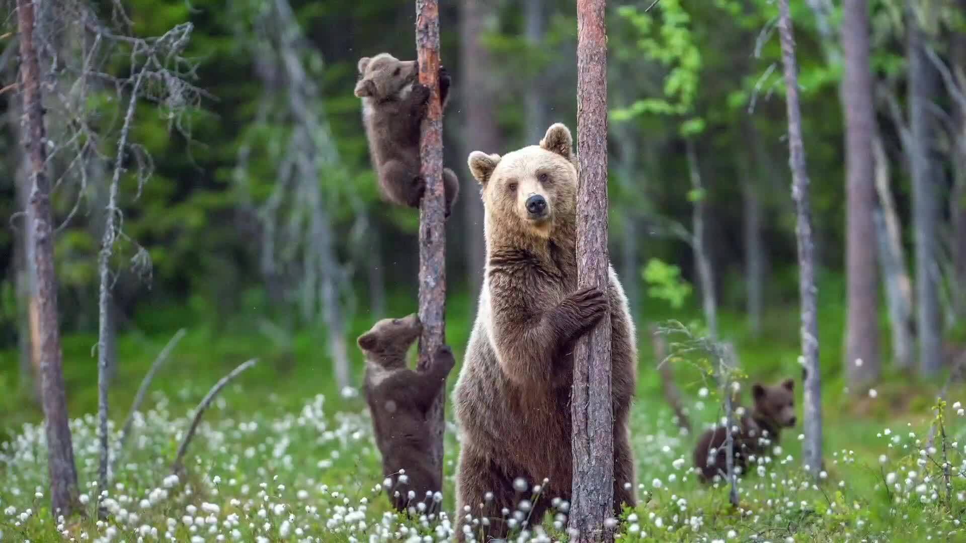 Exploring the Wonders of Forest Ecosystems